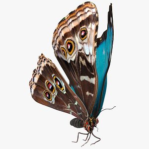 3D Animated Morpho Peleides Butterfly Flies Rigged for Modo
