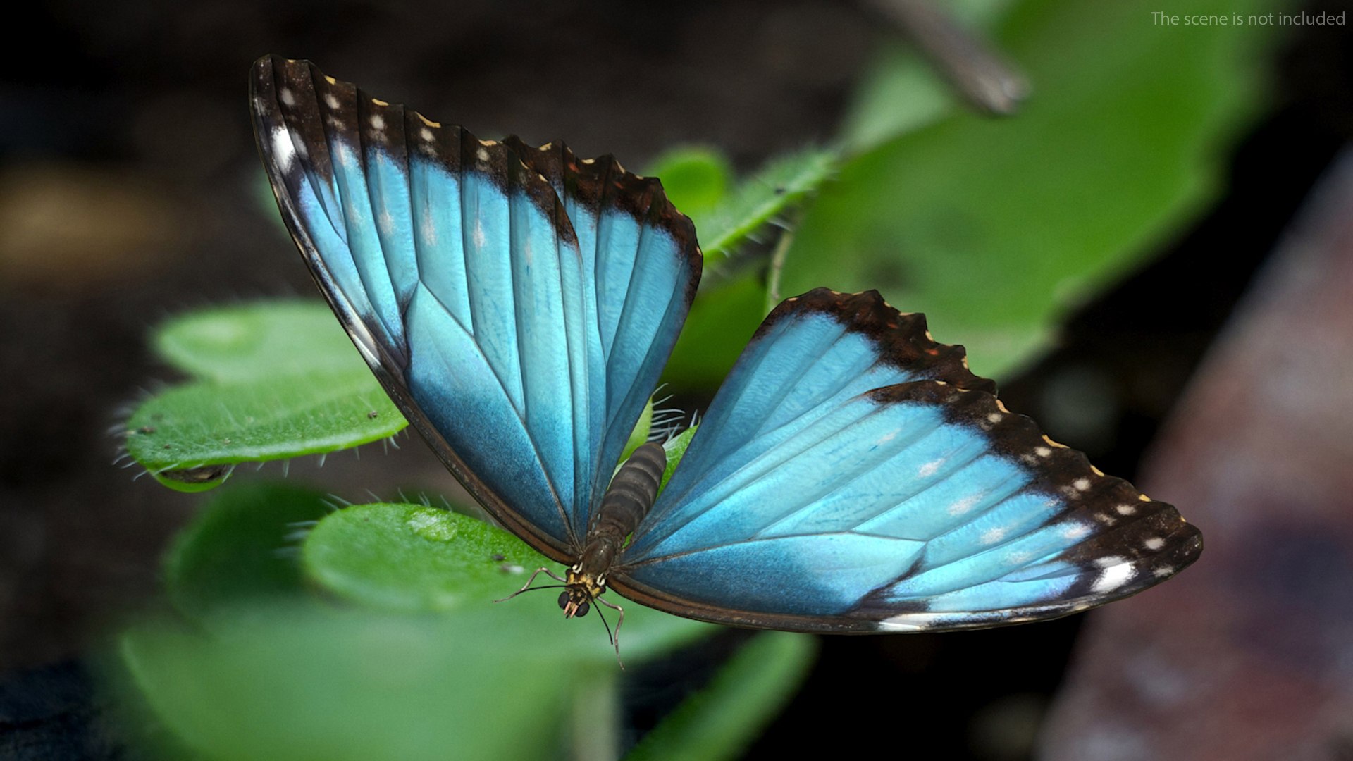 3D Animated Morpho Peleides Butterfly Flies Rigged For Modo ...