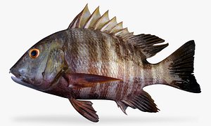Barred Pargo
