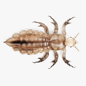 head louse male model