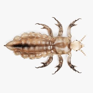 Head Louse (Male)