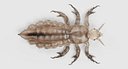 Head Louse (Male)