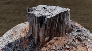 3D TREE TRUNK 3D SCANNED MODEL