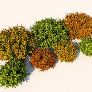 nandina bushes plants 3d model