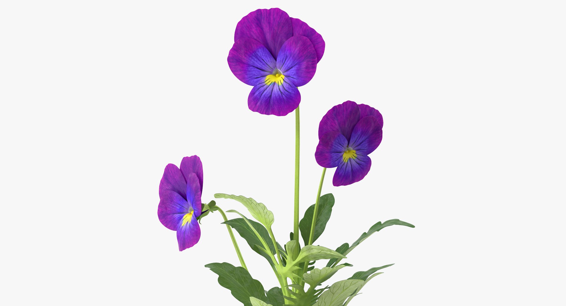 3d model pansies natural group - https://p.turbosquid.com/ts-thumb/iS/CF8KPy/10r8NDm4/pansies_natural_group_thumbnails_0004/jpg/1463383948/1920x1080/fit_q87/6b2d47a6d83f45ad6d0b336661571c825be053de/pansies_natural_group_thumbnails_0004.jpg