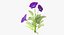 Pansies - Natural Group