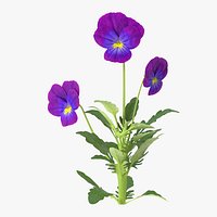 Pansies - Natural Group