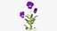 Pansies - Natural Group