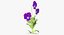 Pansies - Natural Group