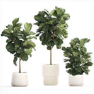 Beautiful Ficus Lyrata Trees In Flowerpots 1245 3D