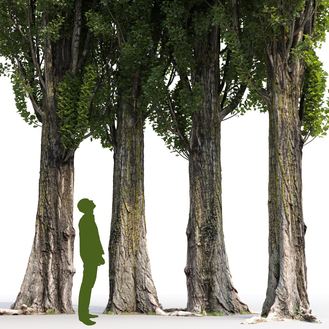 Poplar Tree 3D Model - TurboSquid 1631892