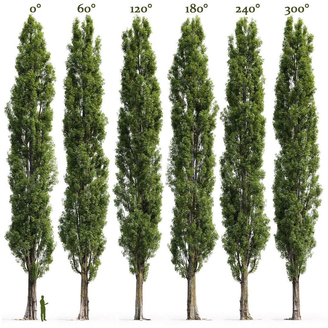 Poplar Tree 3D Model - TurboSquid 1631892