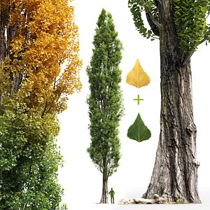 poplar tree 3D model