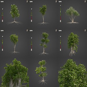 2021 PBR Broadleaved Paperback Collection - Melaleuca Quinquenervia