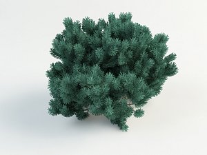 pine pumilio