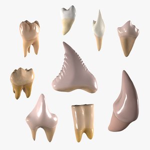 human teeth 3D model