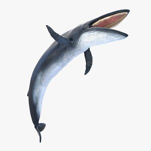 Blue Whale Animated 3D model