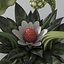 Codex Seraphinianus Außerirdische imaginäre Pflanze