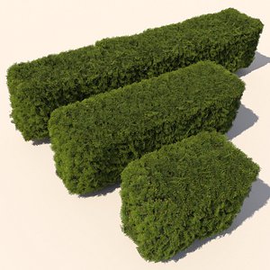cedar hedge 3d model