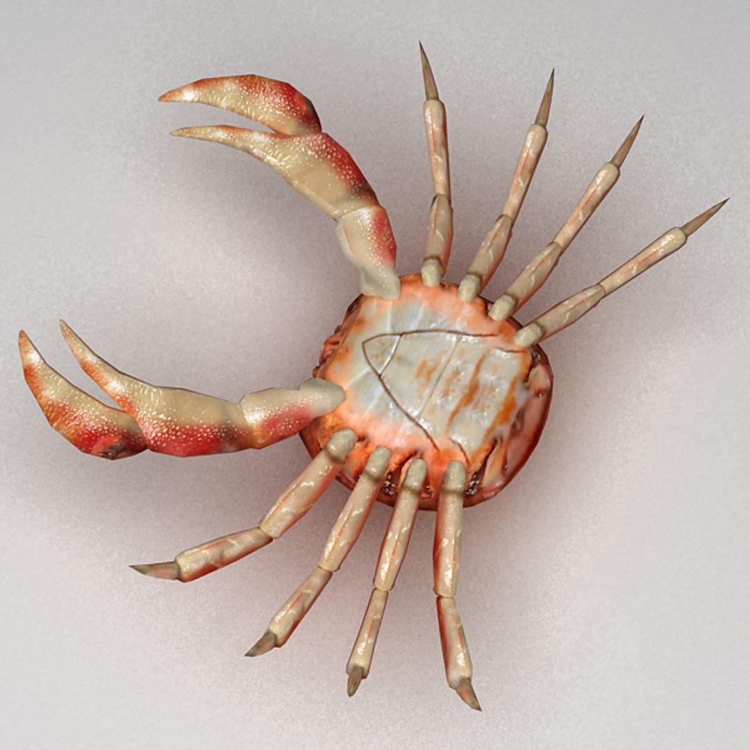 3ds max rigged crab https://p.turbosquid.com/ts-thumb/iT/DY1Qbl/6TMm3iaR/crab3/png/1310130783/1920x1080/fit_q87/eb5d534bcdeee12e1cc1a80ecfd2f7b2ec500059/crab3.jpg