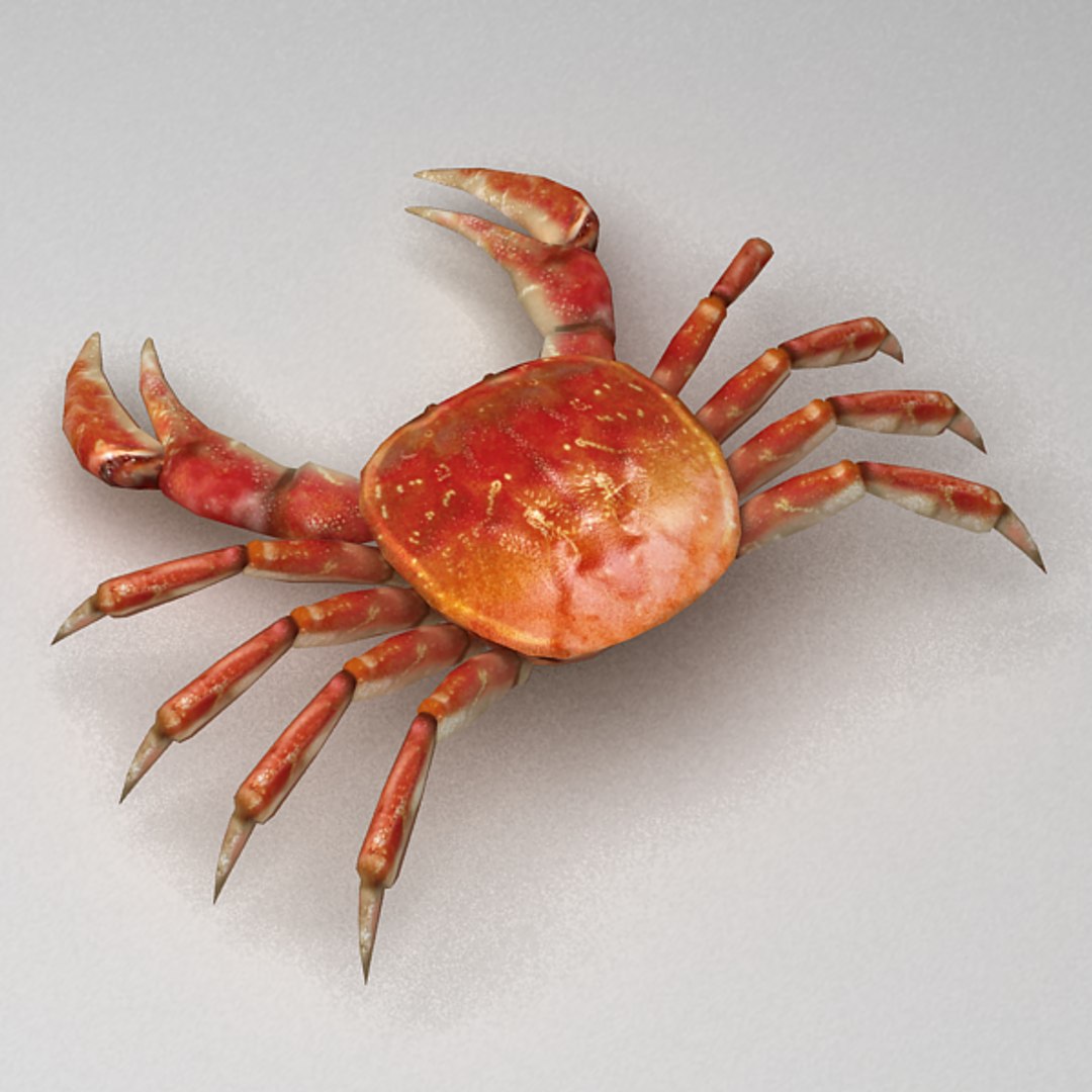 3ds max rigged crab https://p.turbosquid.com/ts-thumb/iT/DY1Qbl/LP1Ts8px/crab2/png/1310130783/1920x1080/fit_q87/2a02a1edd51642e80f264773c31da73a929e5030/crab2.jpg