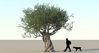 Olive Tree Type 06