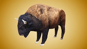 bison buffalo model