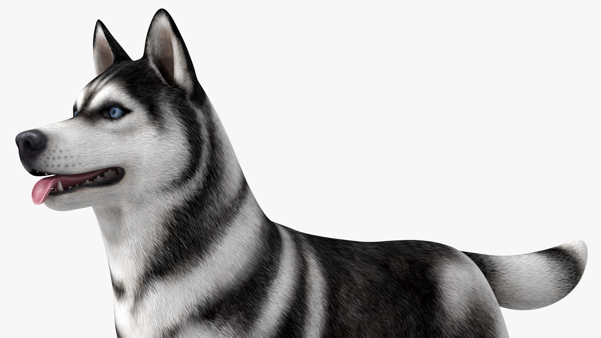 can a siberian husky live in gabon