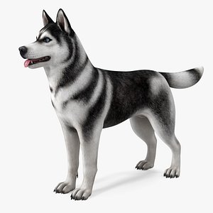 3D Siberian Husky Black and White Rigged