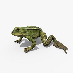 3D model green frog