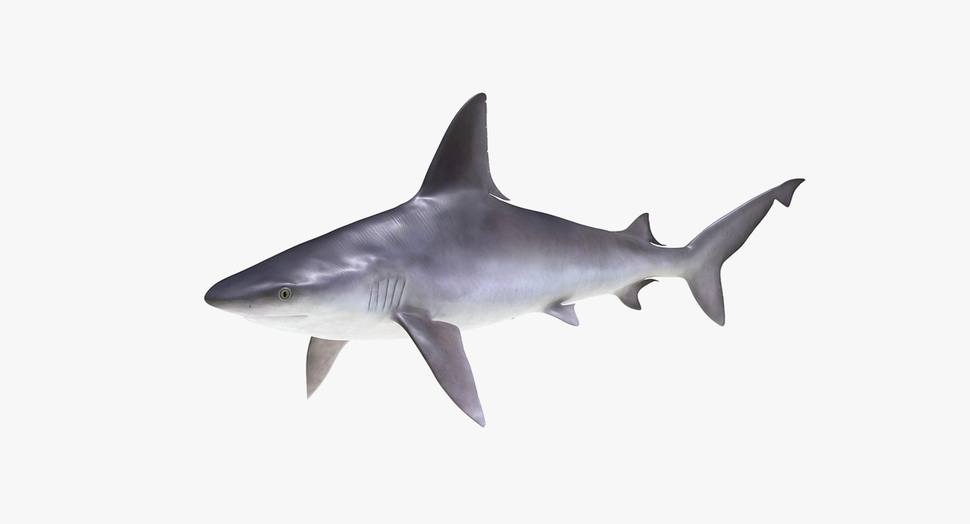3D Sharks Collection 11 https://p.turbosquid.com/ts-thumb/iT/VwJ7Rg/1f/sharkscollection113dsmodel028/jpg/1628251078/1920x1080/fit_q87/901a8e9d6235e3fd763d717dfde4e13aef232676/sharkscollection113dsmodel028.jpg