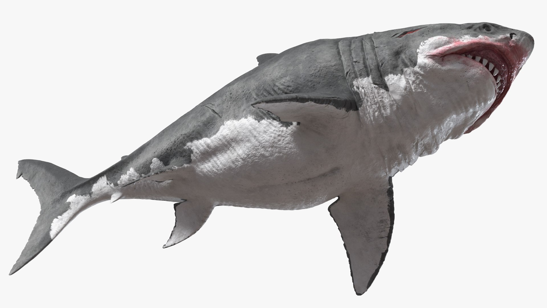 3D Sharks Collection 11 https://p.turbosquid.com/ts-thumb/iT/VwJ7Rg/3n/sharkscollection113dsmodel012/jpg/1628251046/1920x1080/fit_q87/f59821d9c7c251782d4f610912f022ba89e45c1f/sharkscollection113dsmodel012.jpg