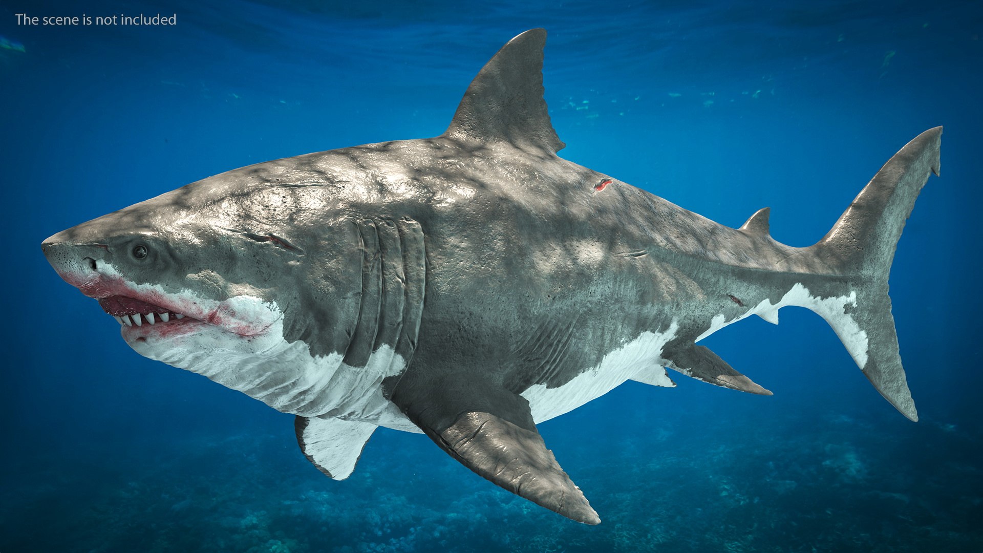 3D Sharks Collection 11 https://p.turbosquid.com/ts-thumb/iT/VwJ7Rg/3q/sharkscollection113dsmodel003/jpg/1628251028/1920x1080/fit_q87/f54198acb13d65c07b77daf18ffef1abaafcc3cc/sharkscollection113dsmodel003.jpg