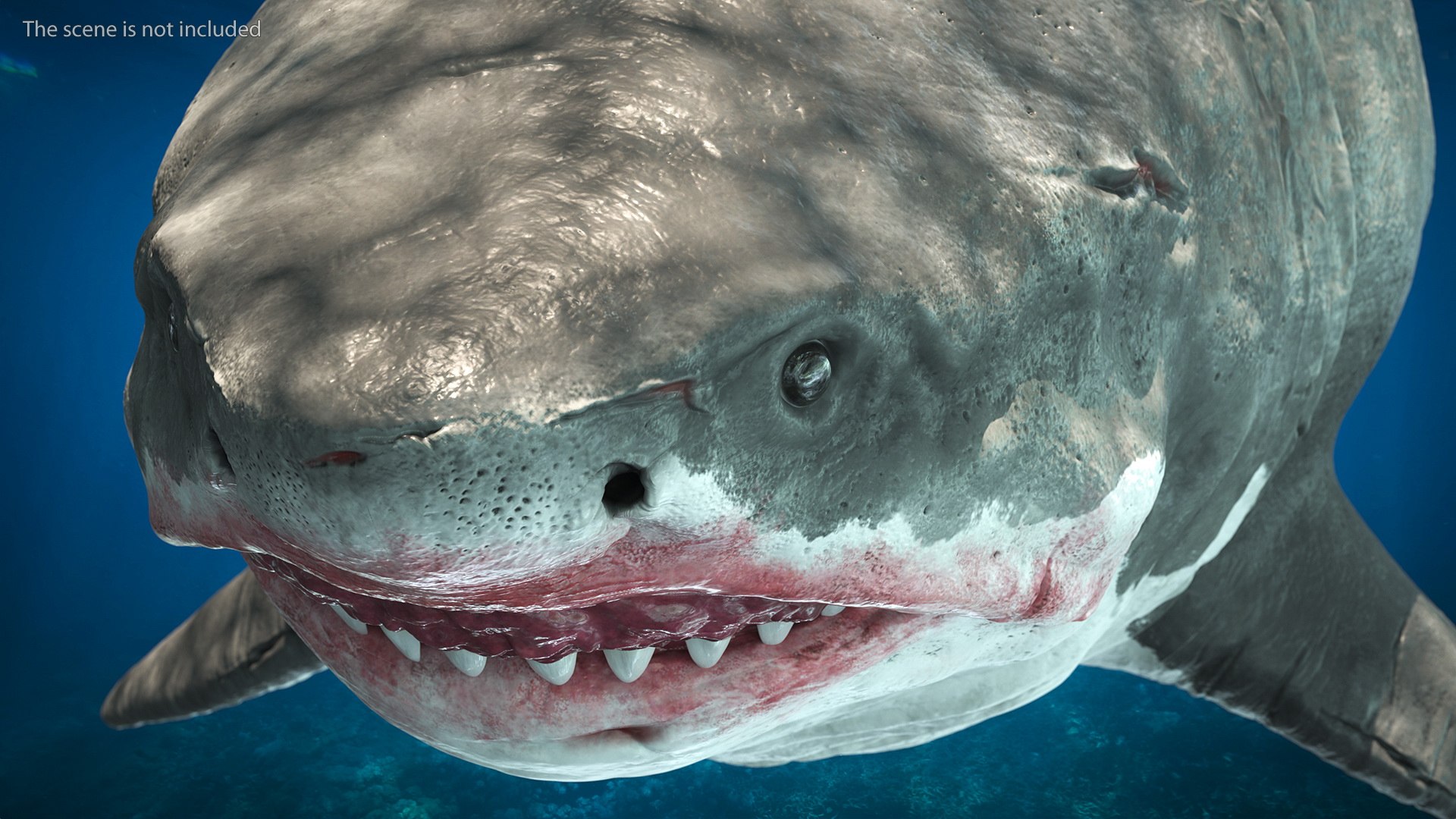3D Sharks Collection 11 https://p.turbosquid.com/ts-thumb/iT/VwJ7Rg/57/sharkscollection113dsmodel007/jpg/1628251036/1920x1080/fit_q87/1268462d030dd29f02c0d27bf15b2cff8d937265/sharkscollection113dsmodel007.jpg