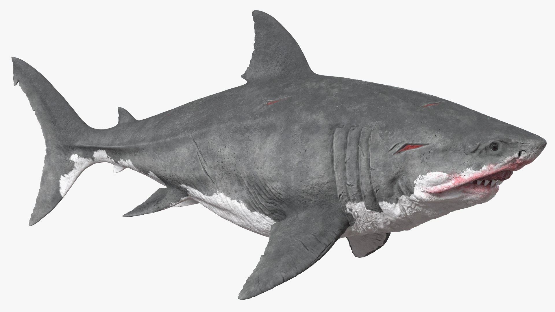 3D Sharks Collection 11 https://p.turbosquid.com/ts-thumb/iT/VwJ7Rg/57/sharkscollection113dsmodel011/jpg/1628251044/1920x1080/fit_q87/c206288cdf0426015e49ddc2317b5f66d02c049c/sharkscollection113dsmodel011.jpg