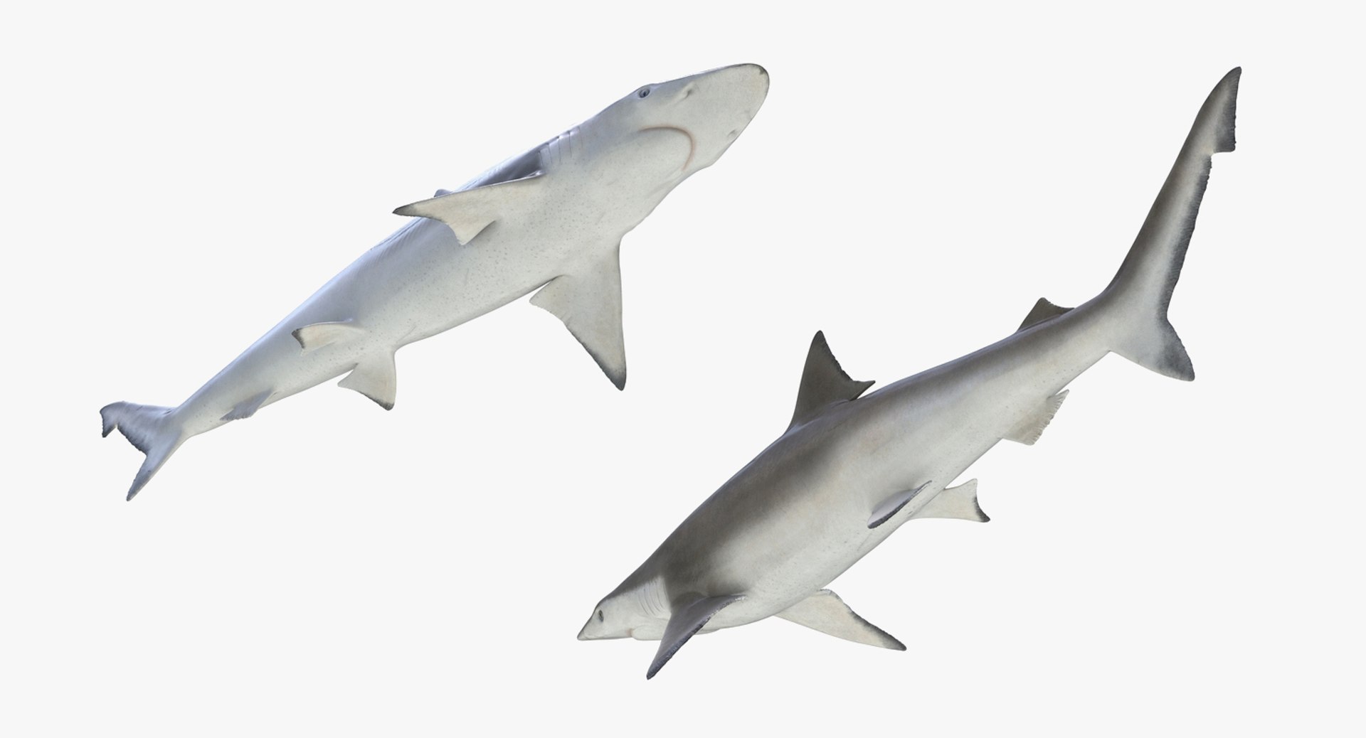 3D Sharks Collection 11 https://p.turbosquid.com/ts-thumb/iT/VwJ7Rg/6v/sharkscollection113dsmodel024/jpg/1628251070/1920x1080/fit_q87/017521c99a9ea509b1c742dfd040f70bf8ffa1e5/sharkscollection113dsmodel024.jpg