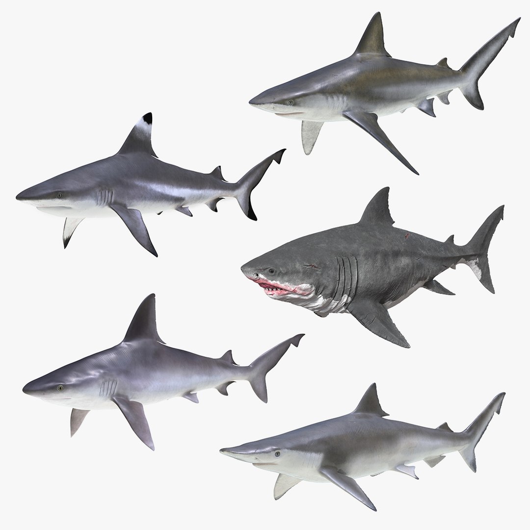 Sharks Collection 11 3D model preview