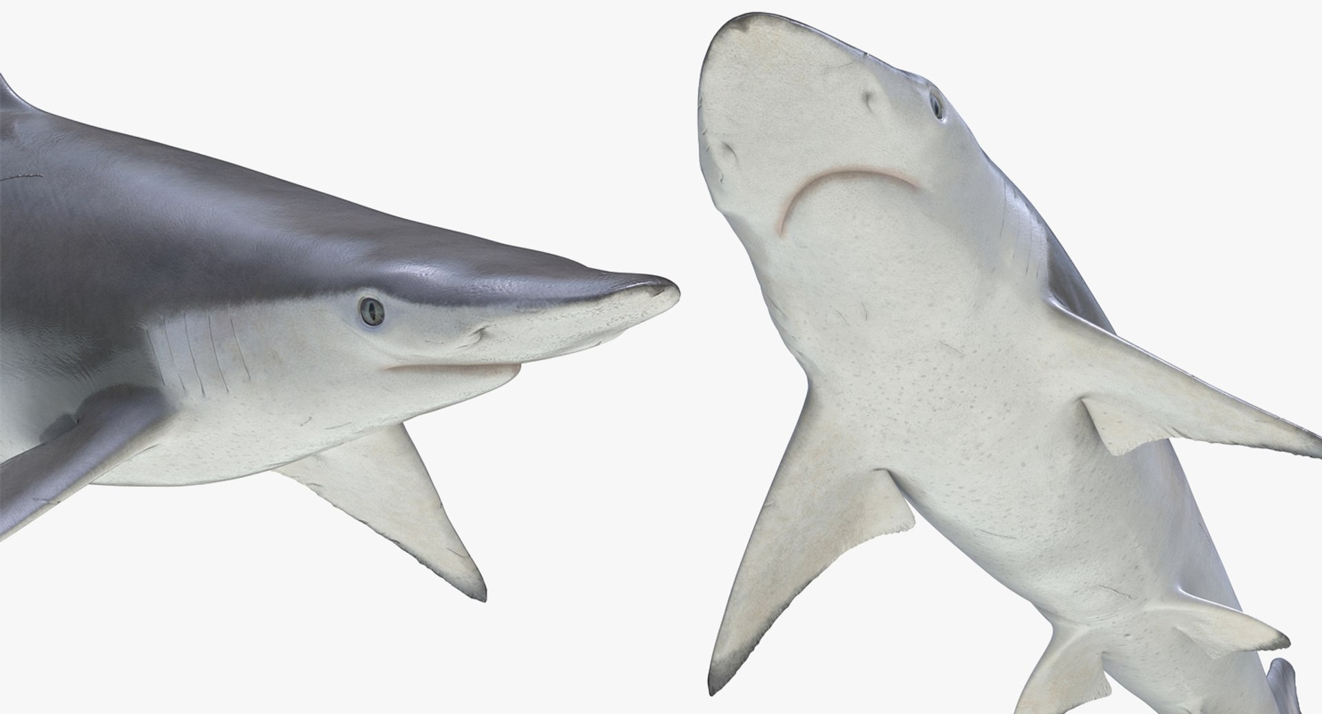3D Sharks Collection 11 https://p.turbosquid.com/ts-thumb/iT/VwJ7Rg/Dt/sharkscollection113dsmodel023/jpg/1628251068/1920x1080/fit_q87/a65c3507680c59992a2ecf72709a2402d142c4bd/sharkscollection113dsmodel023.jpg