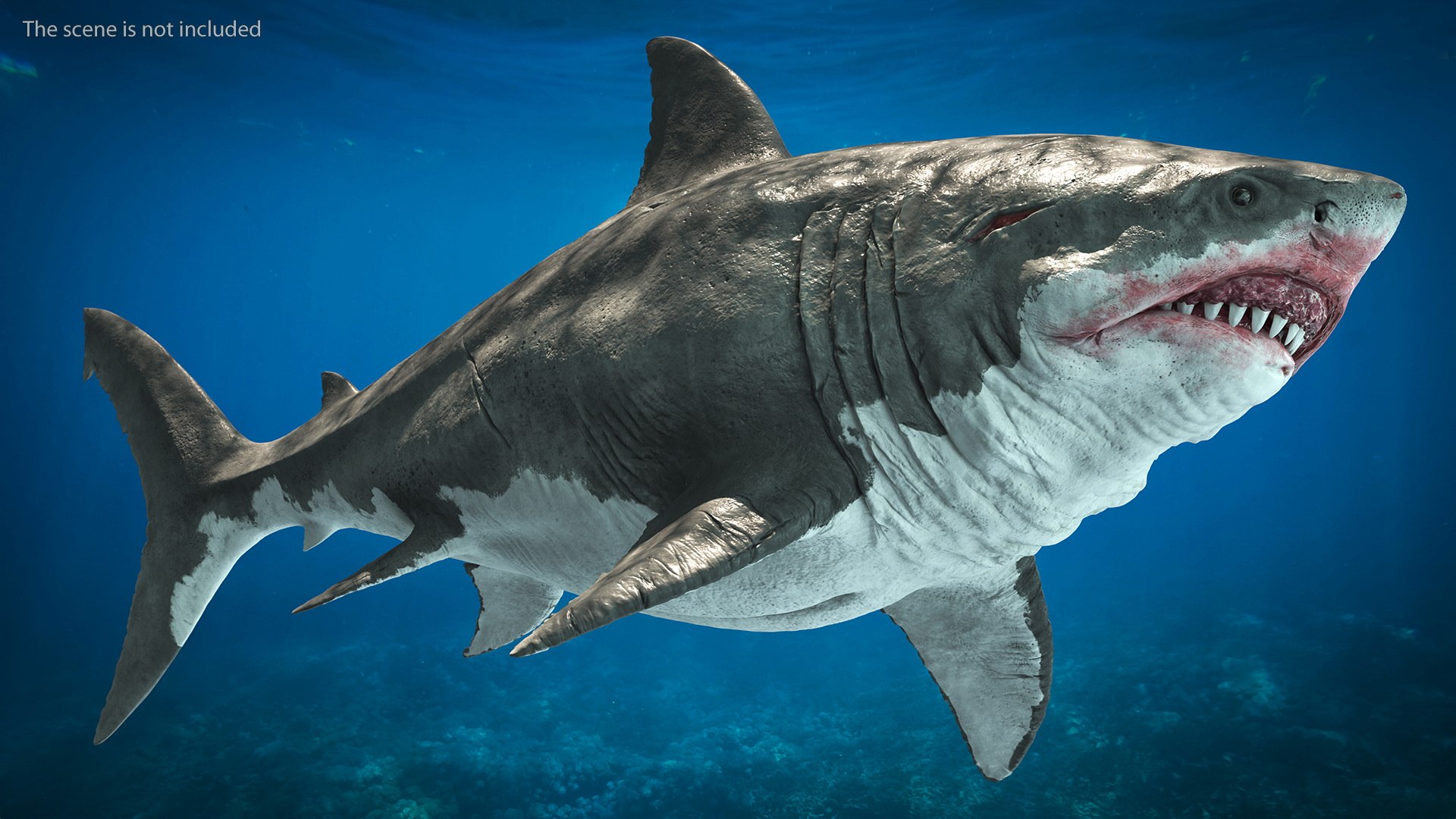 3D Sharks Collection 11 https://p.turbosquid.com/ts-thumb/iT/VwJ7Rg/EO/sharkscollection113dsmodel005/jpg/1628251032/1920x1080/fit_q87/0a4c41c4bedf3ef268ee5432f90d8a6bc9ffeed8/sharkscollection113dsmodel005.jpg