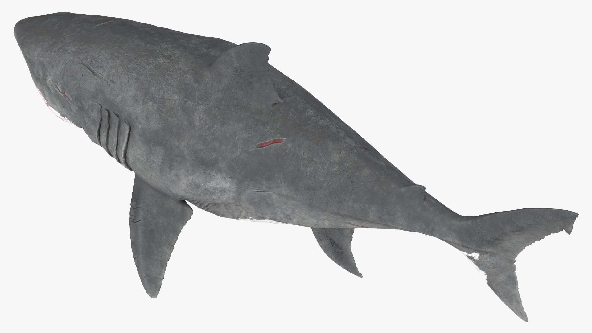 3D Sharks Collection 11 https://p.turbosquid.com/ts-thumb/iT/VwJ7Rg/EW/sharkscollection113dsmodel013/jpg/1628251048/1920x1080/fit_q87/0de8c025346368e2e9e85736aeb0fac0a99228af/sharkscollection113dsmodel013.jpg