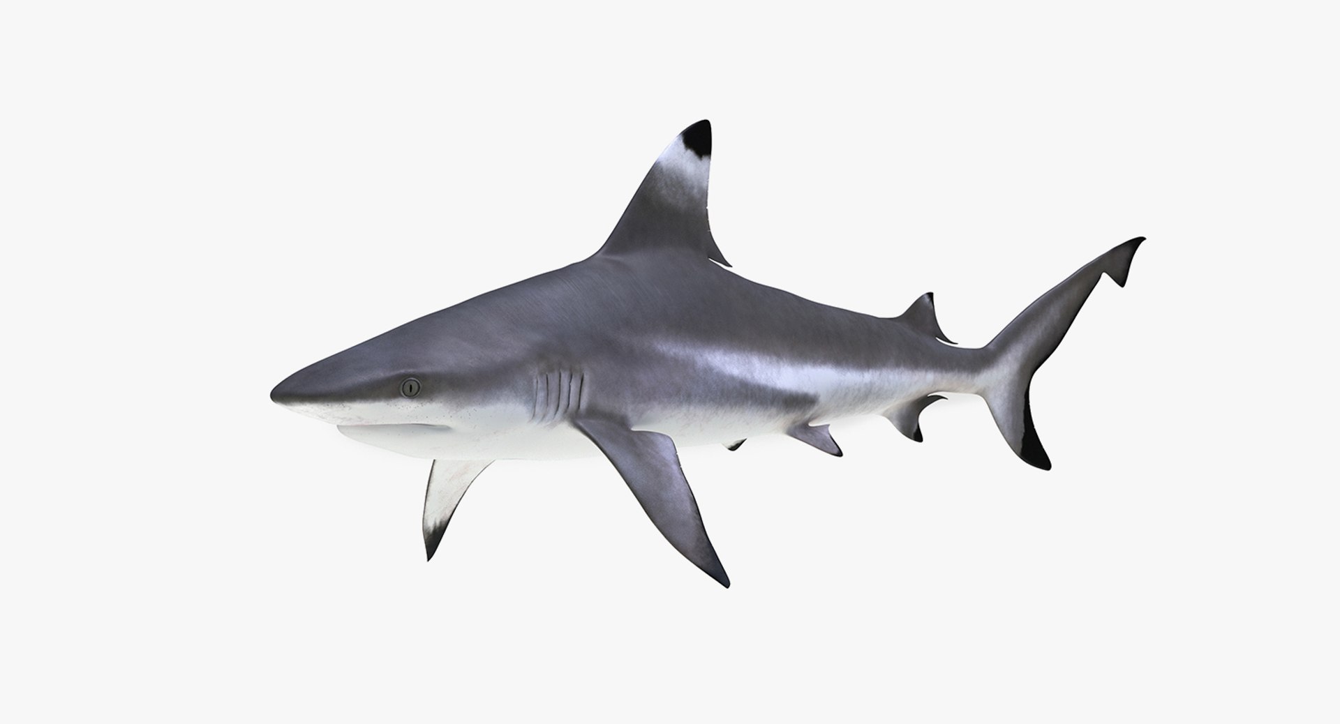 3D Sharks Collection 11 https://p.turbosquid.com/ts-thumb/iT/VwJ7Rg/G6/sharkscollection113dsmodel019/jpg/1628251060/1920x1080/fit_q87/4214fb1fac4ca0568b7c4361f1730557b8d74ccf/sharkscollection113dsmodel019.jpg