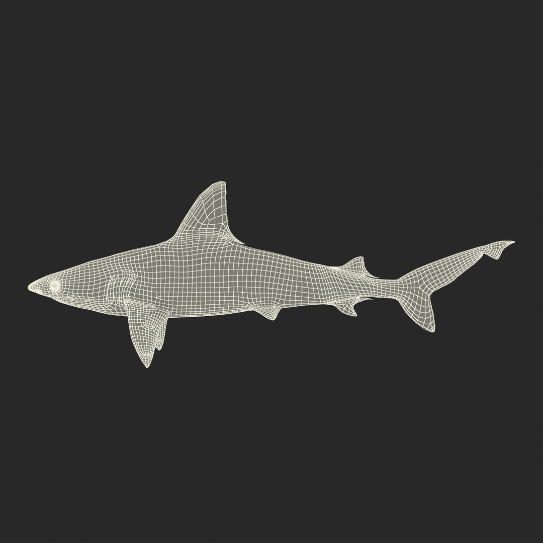 3D Sharks Collection 11 https://p.turbosquid.com/ts-thumb/iT/VwJ7Rg/JP/sandbar_shark_361/jpg/1628251197/1920x1080/turn_fit_q99/20c9f04a6d2715a497dac152abc01f4693a47be1/sandbar_shark_361-1.jpg