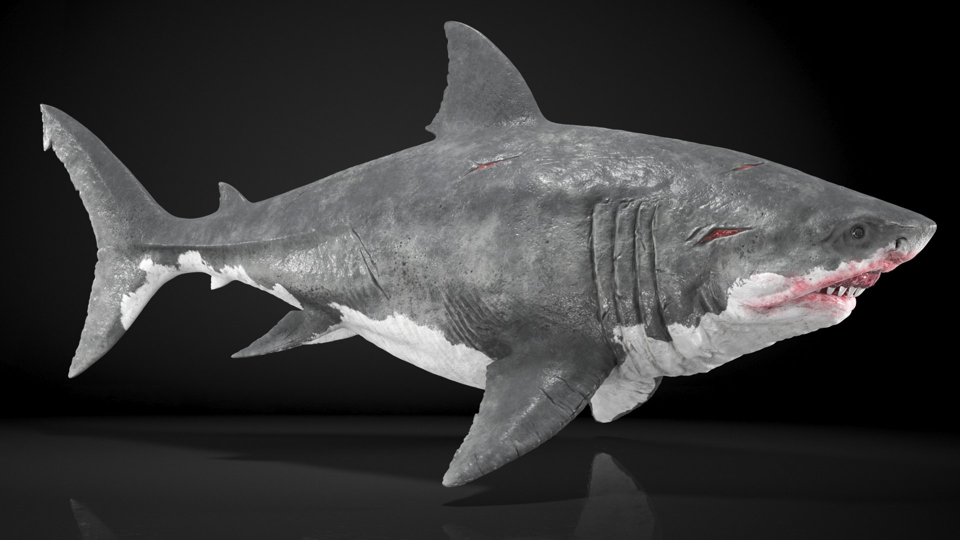 3D Sharks Collection 11 https://p.turbosquid.com/ts-thumb/iT/VwJ7Rg/QI/sharkscollection113dsmodel009/jpg/1628251040/1920x1080/fit_q87/37ce9a3994f63d198b23f568a9426ee69f1b572a/sharkscollection113dsmodel009.jpg