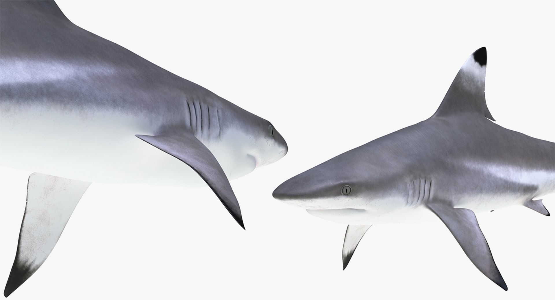 3D Sharks Collection 11 https://p.turbosquid.com/ts-thumb/iT/VwJ7Rg/Ro/sharkscollection113dsmodel021/jpg/1628251064/1920x1080/fit_q87/9dca374046807a42f199fbafe9e3cdea979727be/sharkscollection113dsmodel021.jpg