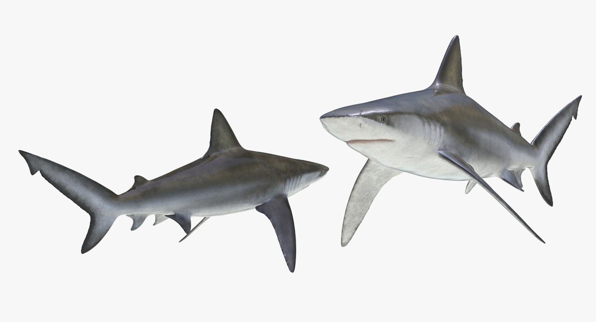 3D Sharks Collection 11 https://p.turbosquid.com/ts-thumb/iT/VwJ7Rg/SD/sharkscollection113dsmodel026/jpg/1628251074/1920x1080/fit_q87/297ab141f95172e285ace9785b24c8b0d04a96e8/sharkscollection113dsmodel026.jpg
