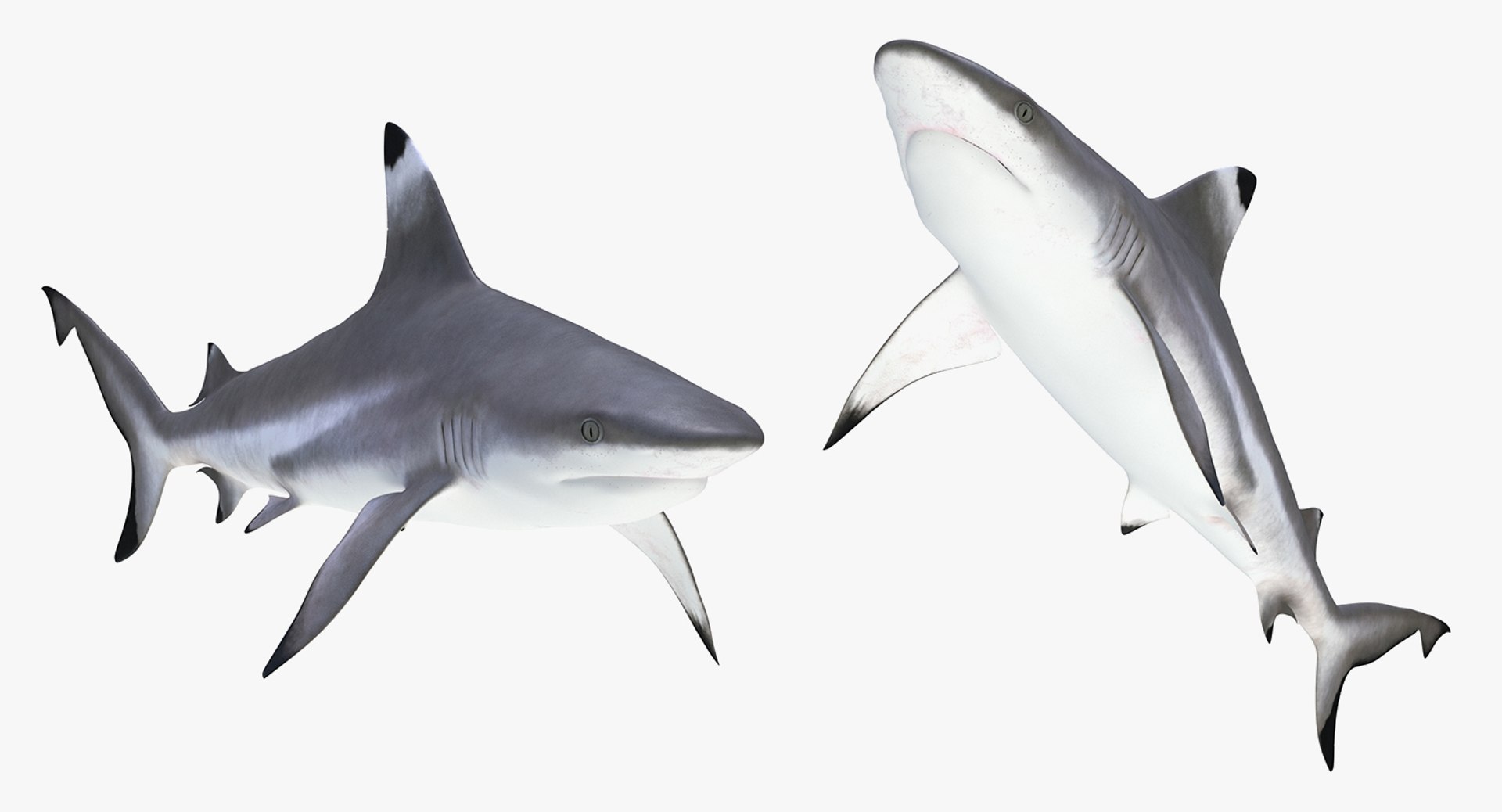 3D Sharks Collection 11 https://p.turbosquid.com/ts-thumb/iT/VwJ7Rg/T3/sharkscollection113dsmodel020/jpg/1628251062/1920x1080/fit_q87/9ad7e90f4fb5e3646a84a42711cf5024b61bd15c/sharkscollection113dsmodel020.jpg