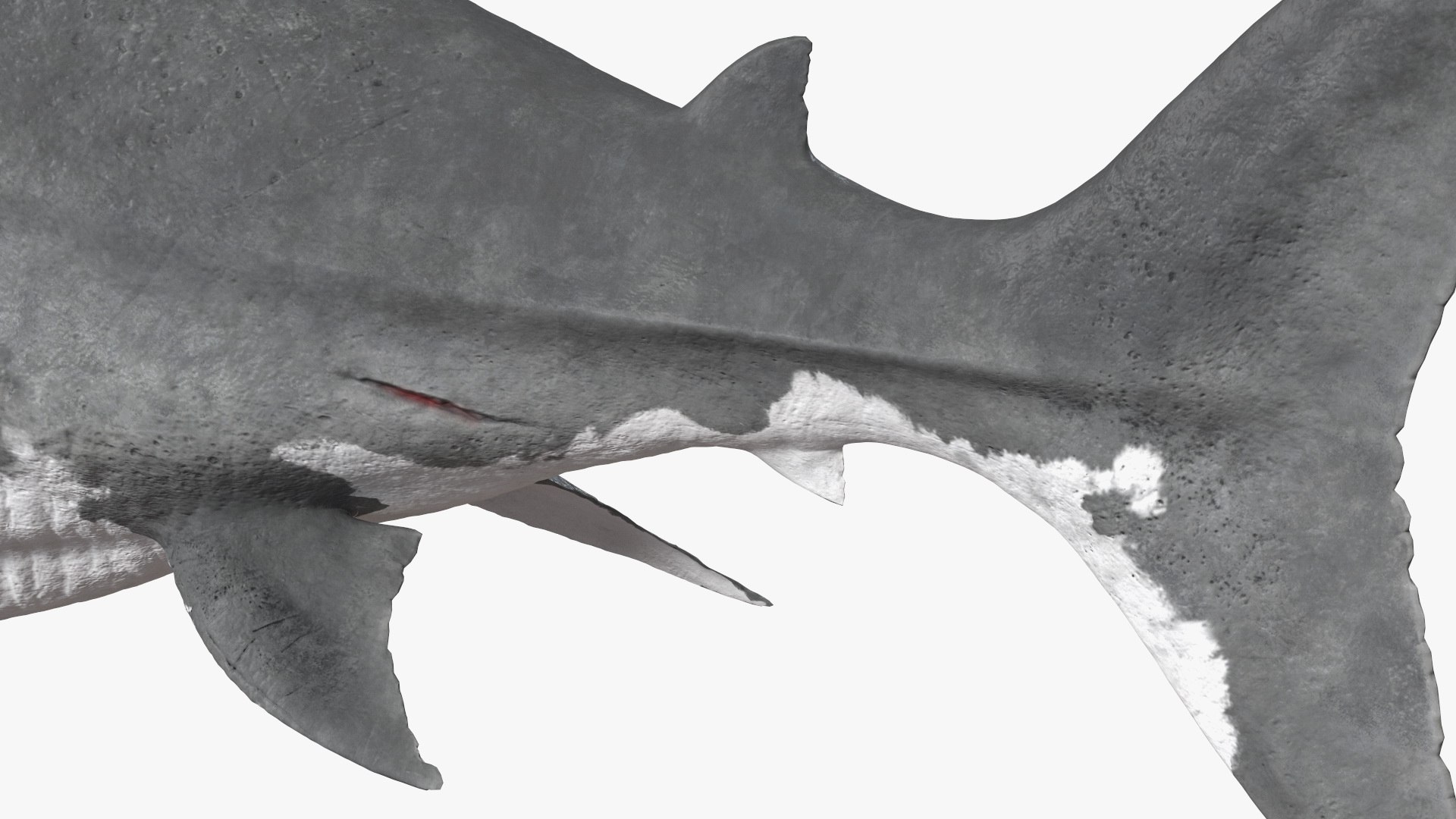 3D Sharks Collection 11 https://p.turbosquid.com/ts-thumb/iT/VwJ7Rg/V9/sharkscollection113dsmodel018/jpg/1628251058/1920x1080/fit_q87/b5d344302e09b36be7bb8ed98115cdd8bfa3d761/sharkscollection113dsmodel018.jpg