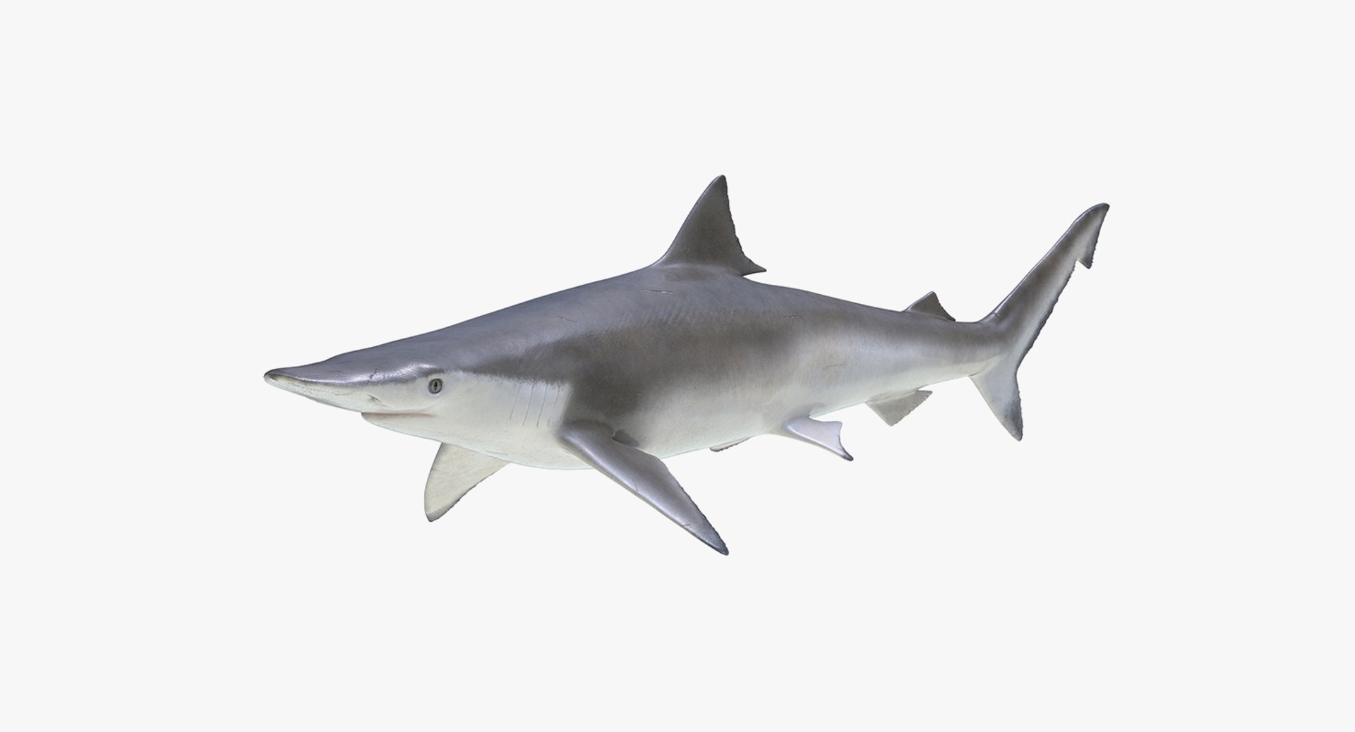 3D Sharks Collection 11 https://p.turbosquid.com/ts-thumb/iT/VwJ7Rg/VL/sharkscollection113dsmodel022/jpg/1628251066/1920x1080/fit_q87/22e8e4adab5828daa0df69c4a7e748239df65d7f/sharkscollection113dsmodel022.jpg