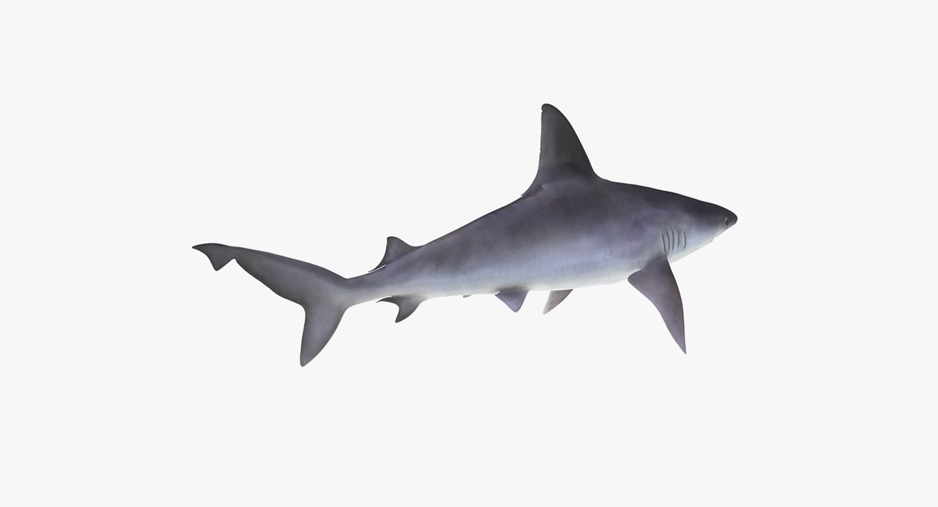 3D Sharks Collection 11 https://p.turbosquid.com/ts-thumb/iT/VwJ7Rg/XO/sharkscollection113dsmodel029/jpg/1628251080/1920x1080/fit_q87/bf8ee6a99237aac217d57c368047da4fc895b524/sharkscollection113dsmodel029.jpg