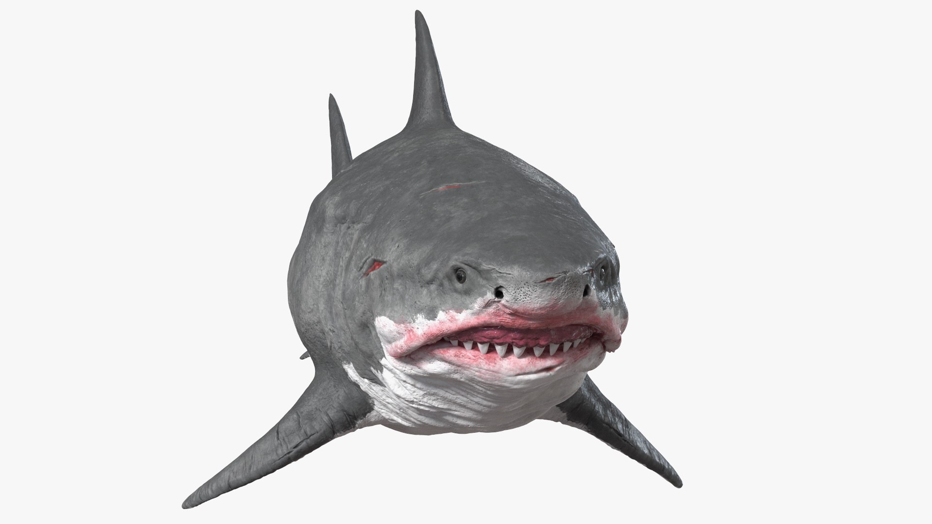 3D Sharks Collection 11 https://p.turbosquid.com/ts-thumb/iT/VwJ7Rg/XW/sharkscollection113dsmodel014/jpg/1628251050/1920x1080/fit_q87/63d2ac3c19c69ca6dec40dac66441805eb919b87/sharkscollection113dsmodel014.jpg